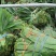粽叶新品现货供应量大价优