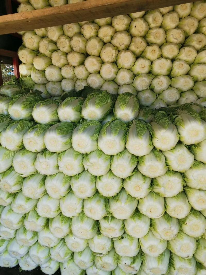 夏邑县黄心白菜，供应泡菜厂、酸菜厂、蔬菜批发市场、超市。