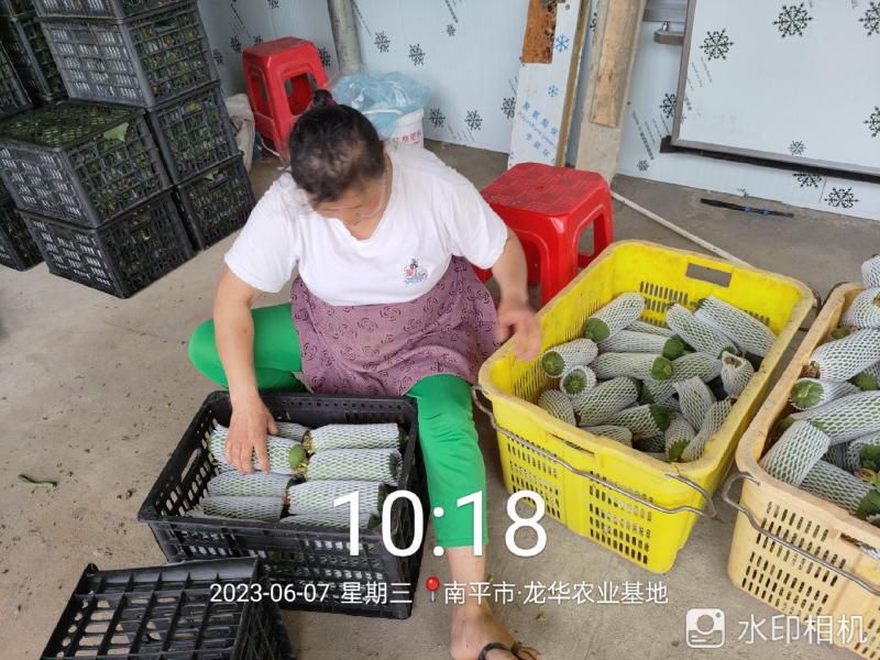 精品绿标肉丝瓜