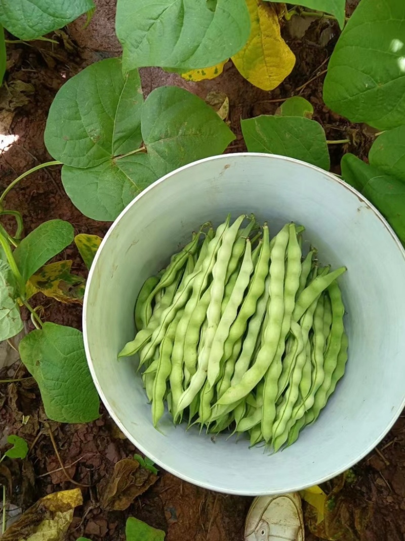 精品大青豆新苗豆上市了