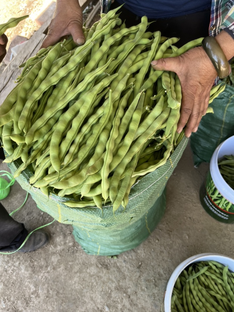 精品大青豆新苗豆上市了