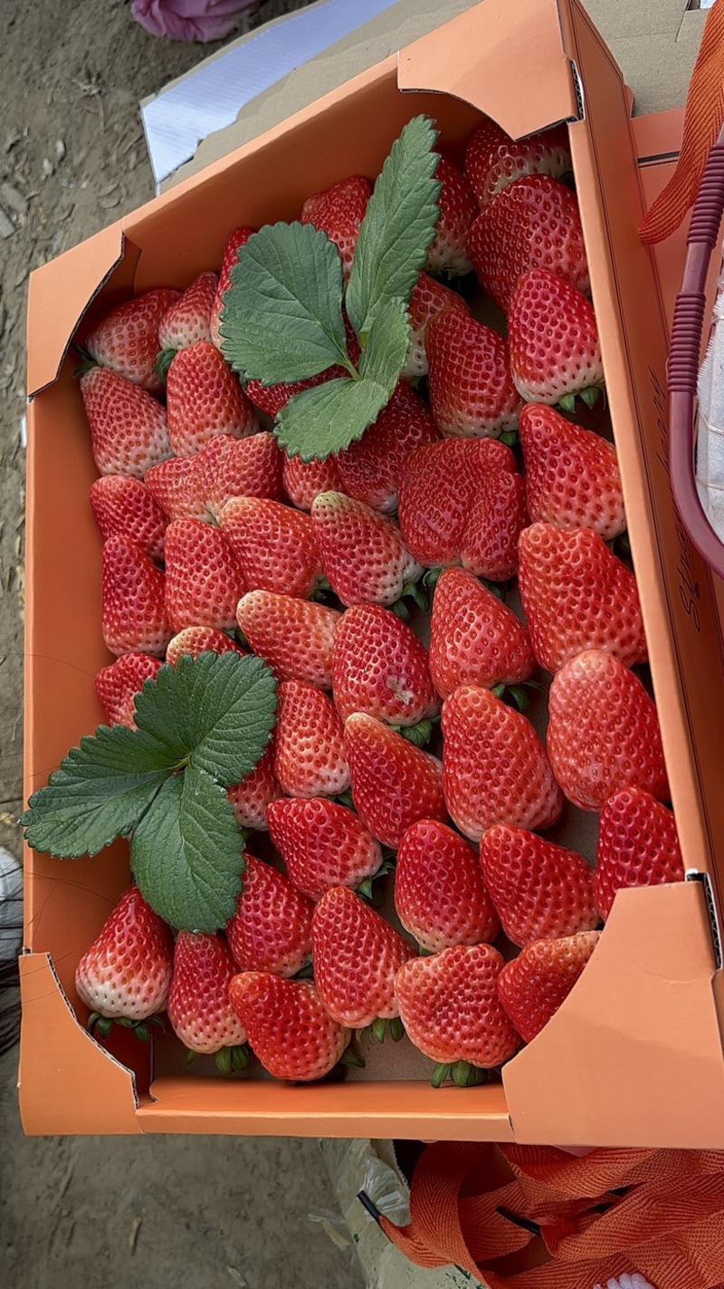 商丘红颜草莓品质保证产地直发可视频看货欢迎咨询