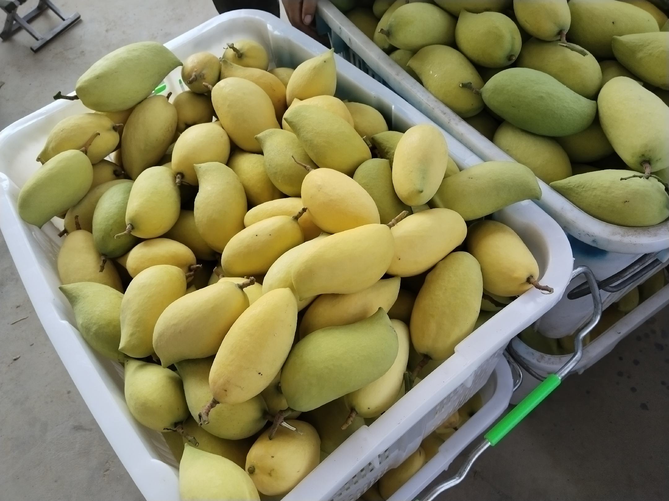 青色未成熟芒果与黄色成熟芒果对比图