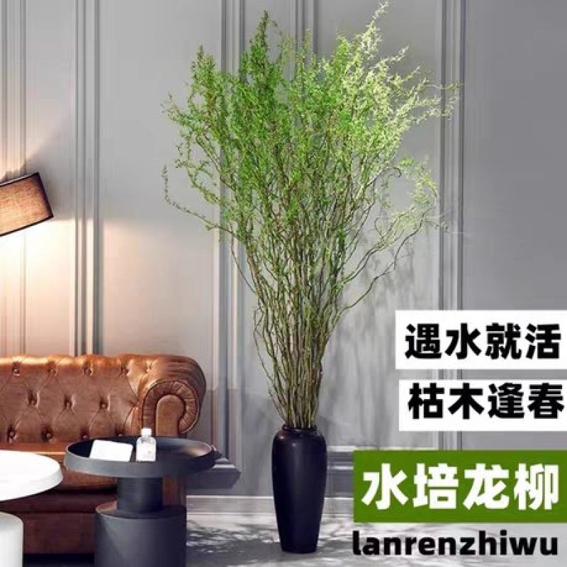 龙柳鲜枝插花客厅落地插水植物易活观叶水培长根家居装饰