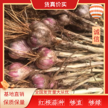 红蒜种子97%发芽率品种好够绿够直