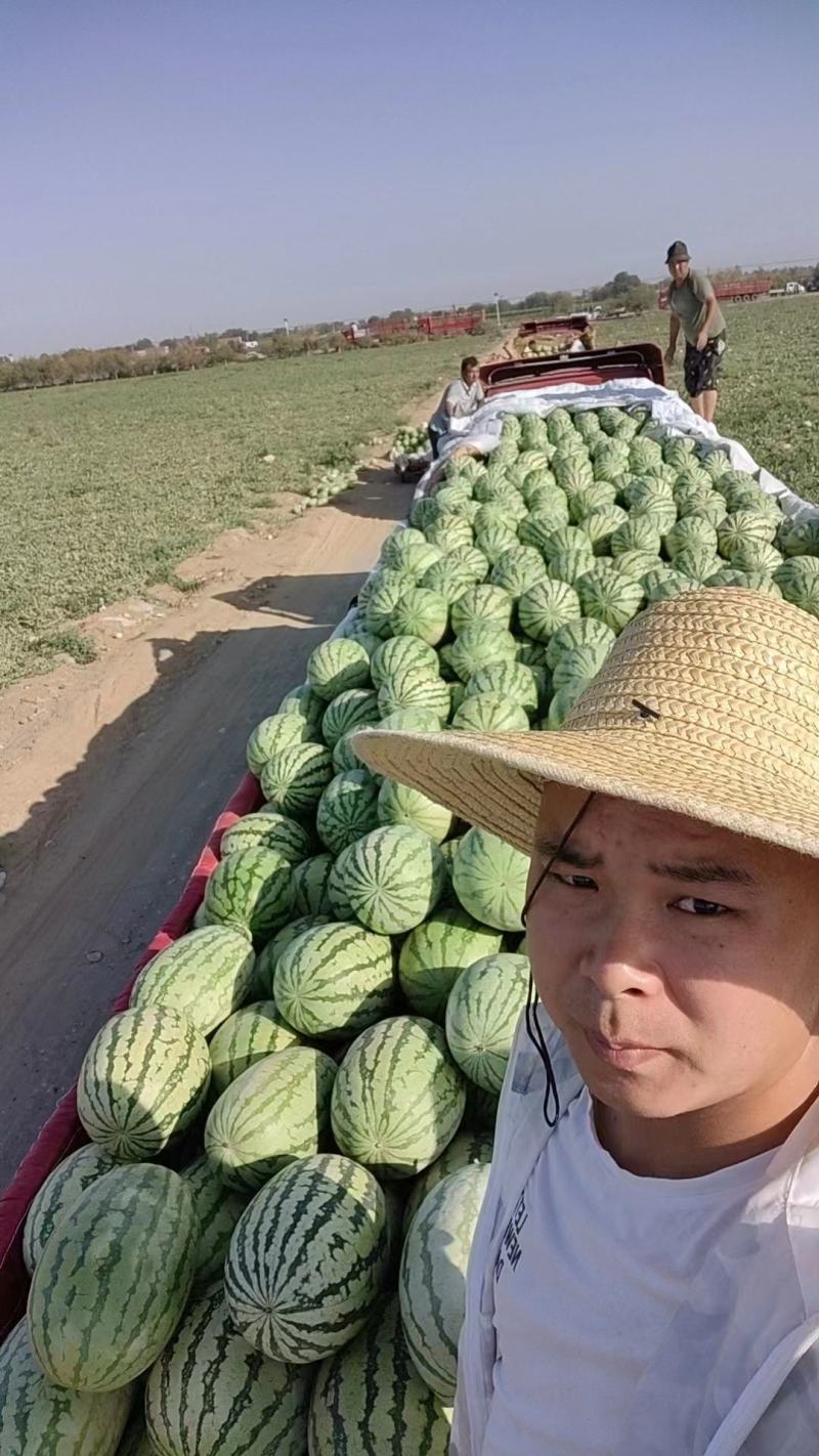 (热卖中）金城5号西瓜产地直发价格低欢迎咨询