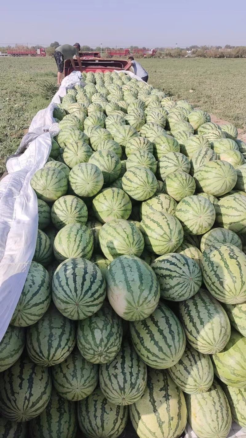 (热卖中）金城5号西瓜产地直发价格低欢迎咨询