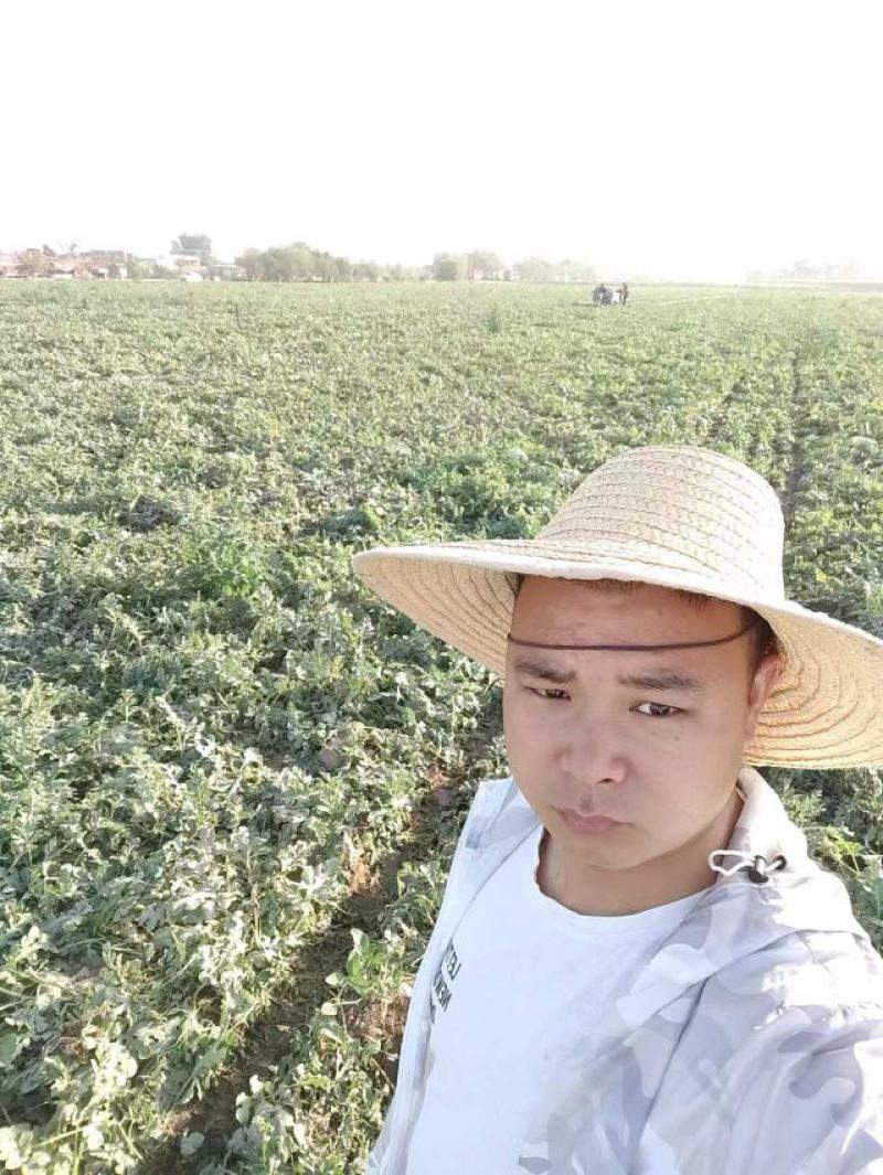 (热卖中）金城5号西瓜产地直发价格低欢迎咨询