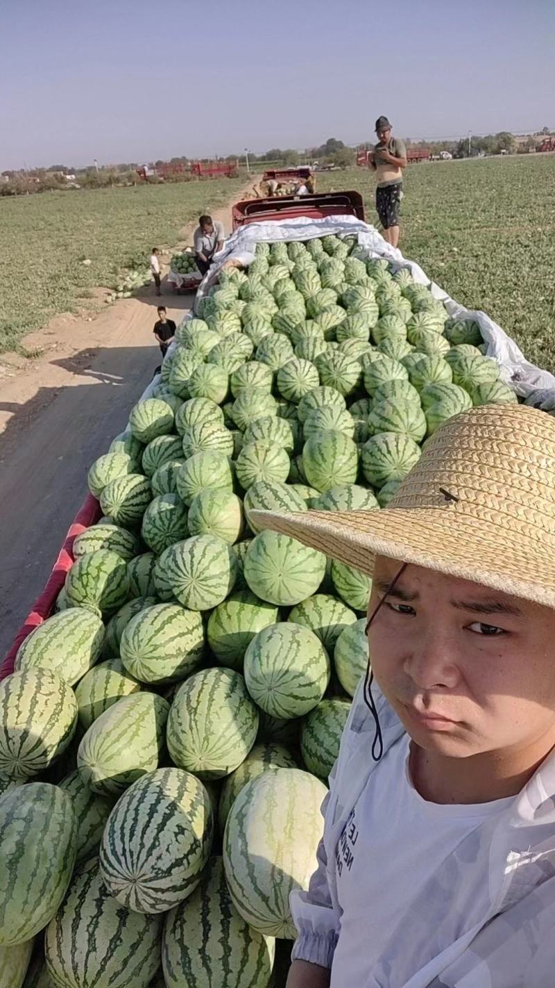 (热卖中）金城5号西瓜产地直发价格低欢迎咨询