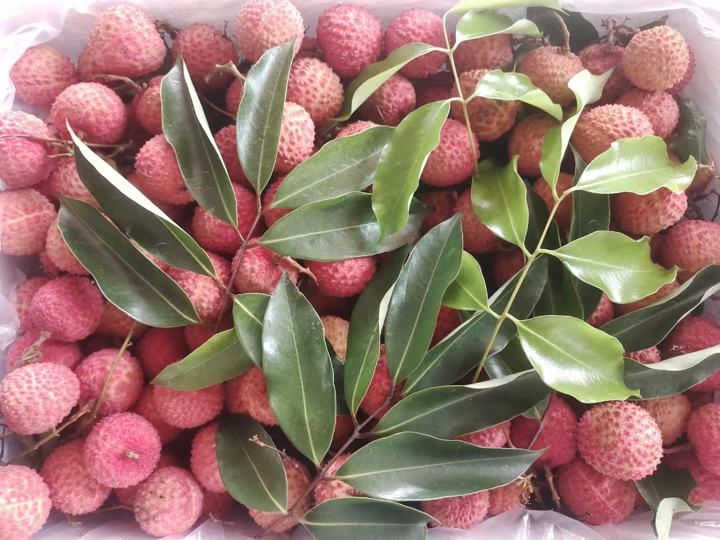 桂味荔枝特写