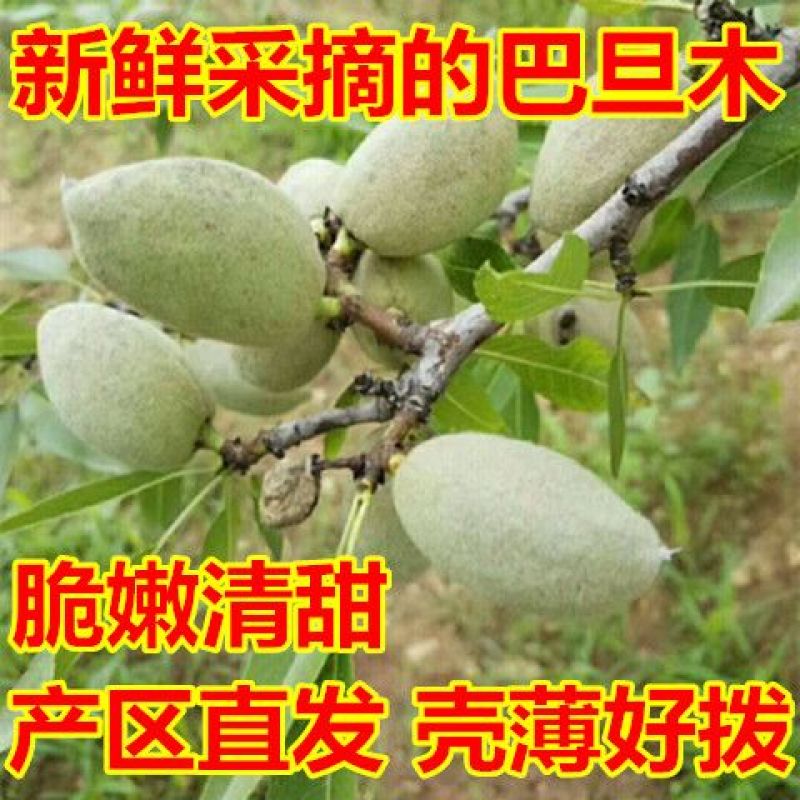 新鲜巴旦木，鲜果采摘支持一件代发