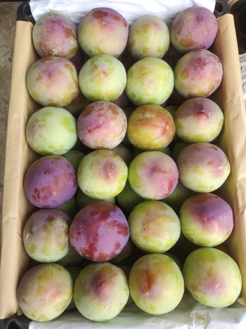 六月紫，六月红李万亩水果基地，早熟李子，味美多汁，欢迎订购