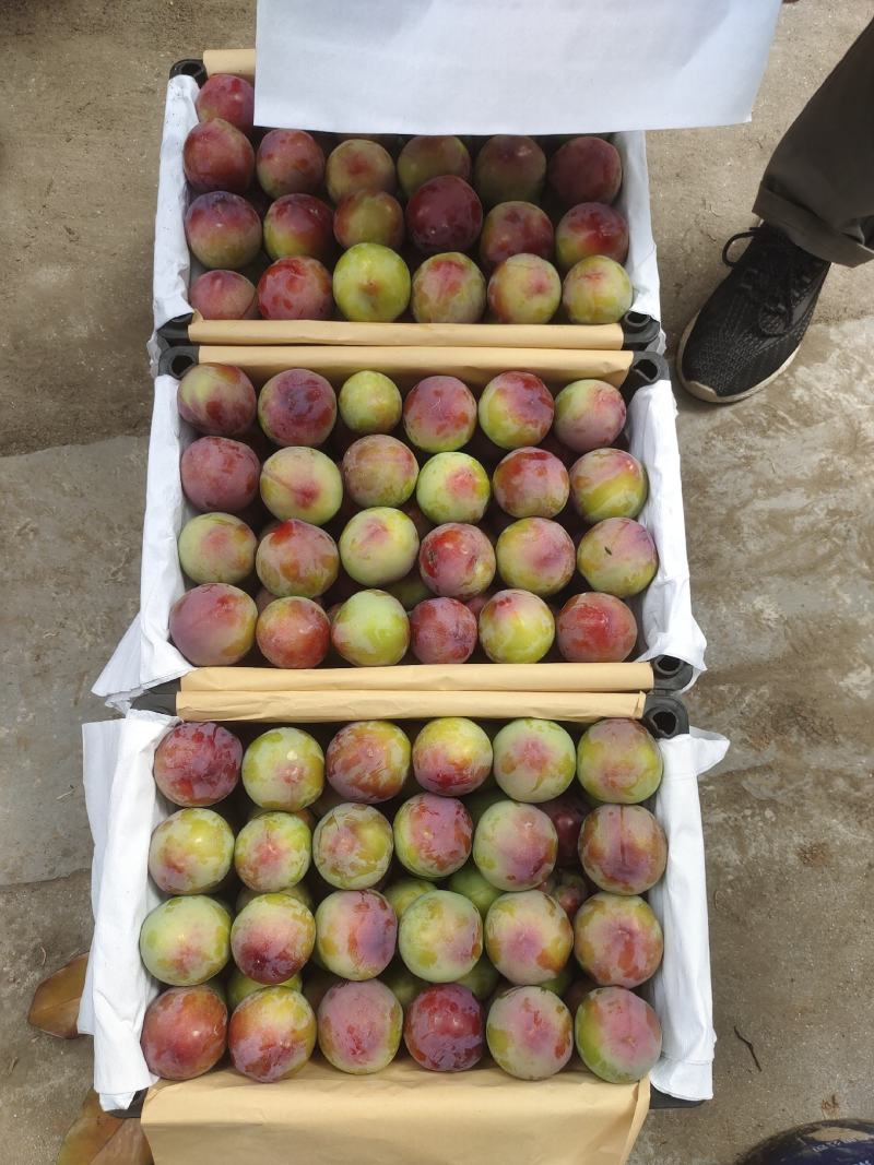 六月紫，六月红李万亩水果基地，早熟李子，味美多汁，欢迎订购