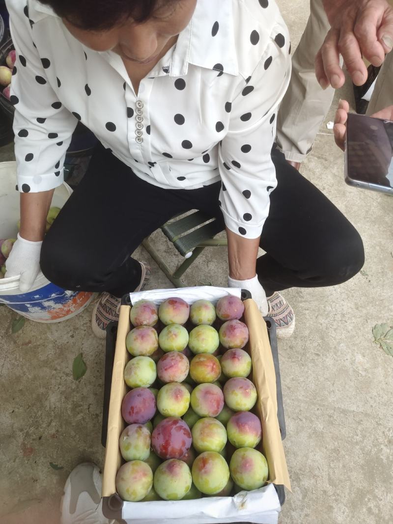 六月紫，六月红李万亩水果基地，早熟李子，味美多汁，欢迎订购