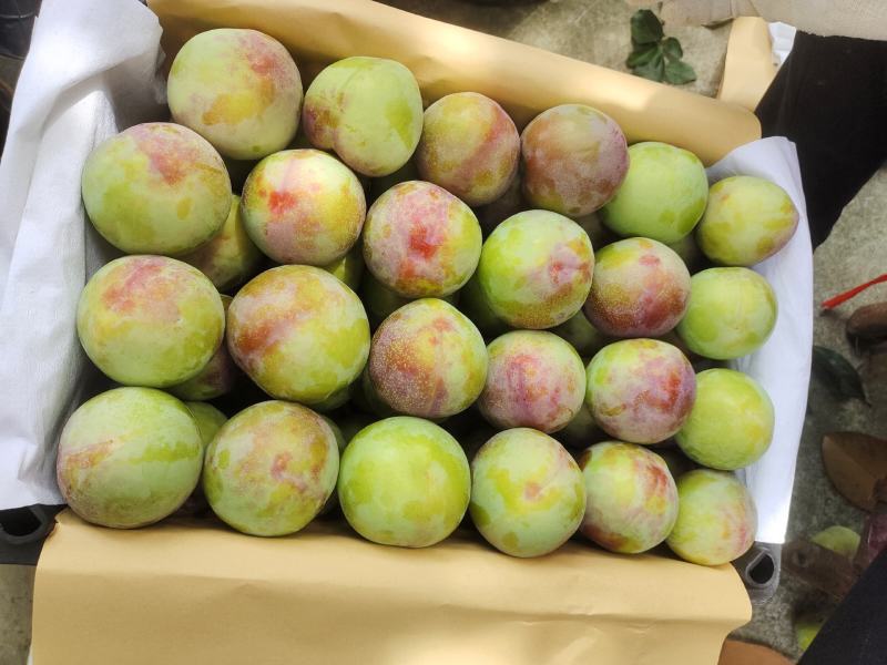 六月紫，六月红李万亩水果基地，早熟李子，味美多汁，欢迎订购
