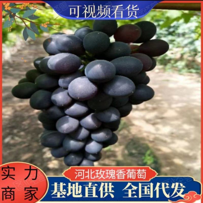 昌黎精品玫瑰香葡萄，大量上市，欢迎订购，量大从优