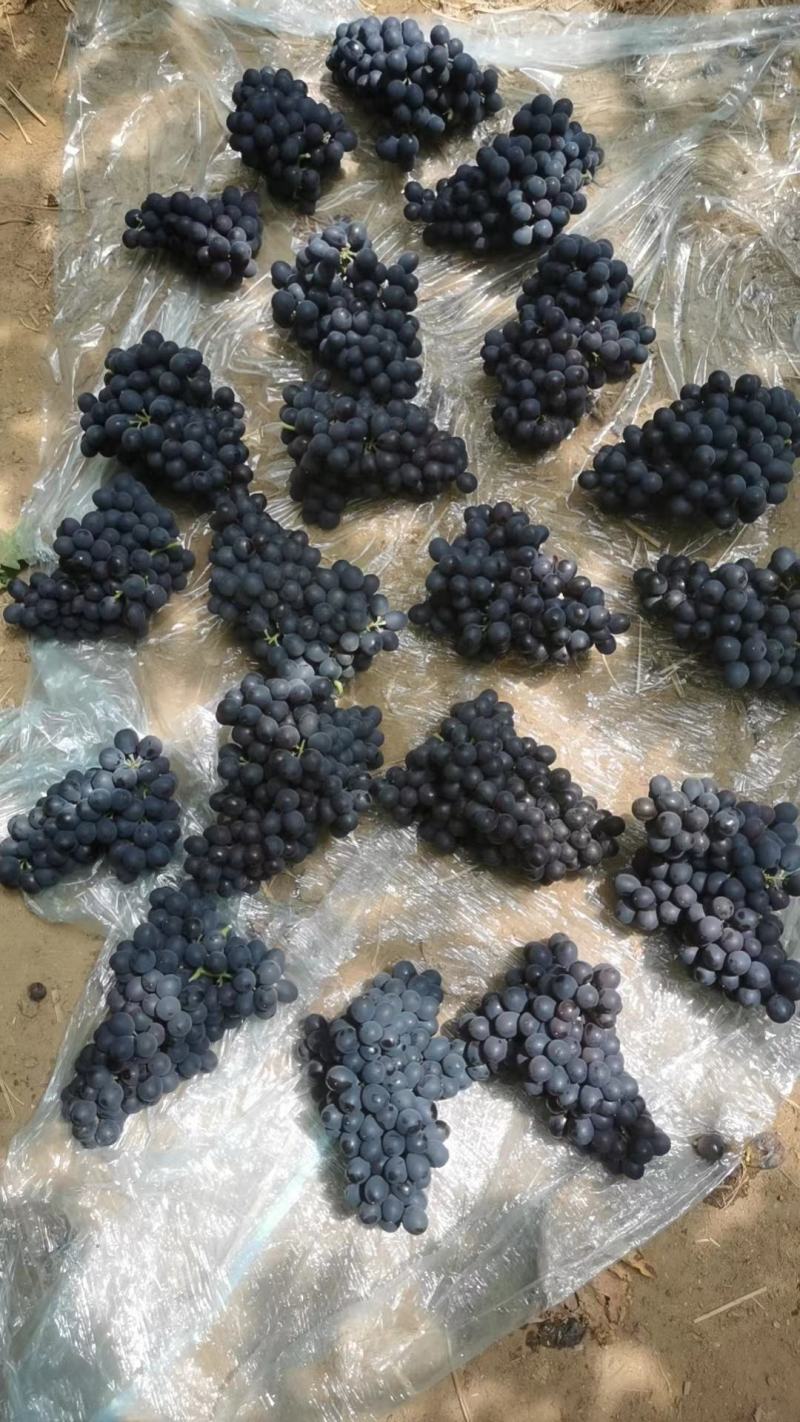 昌黎精品玫瑰香葡萄，大量上市，欢迎订购，量大从优