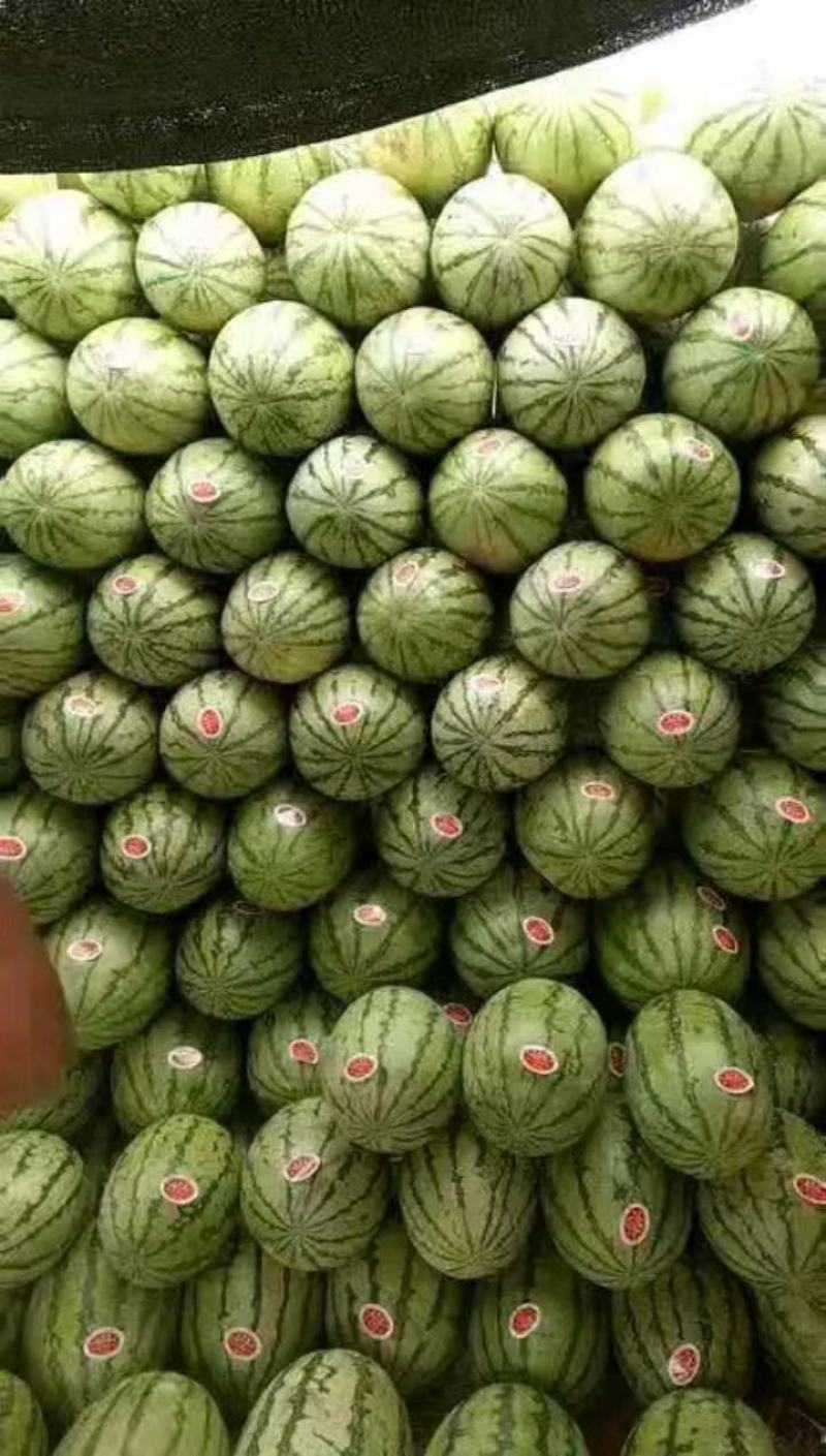 陕西慕甜佳宝无籽西瓜瓜型漂亮，个头大，货源充足产地直发，
