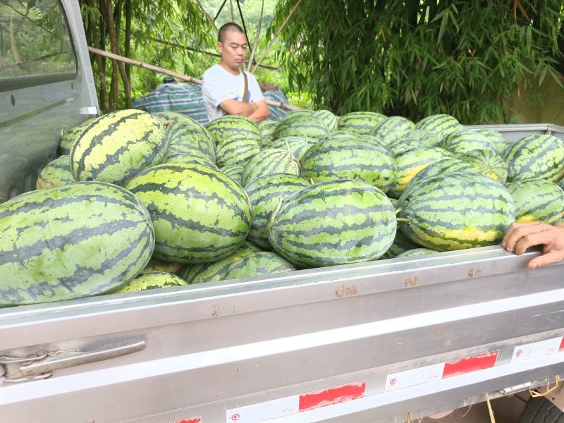 露天晨龙西瓜大量上市了，需要的联系我订货