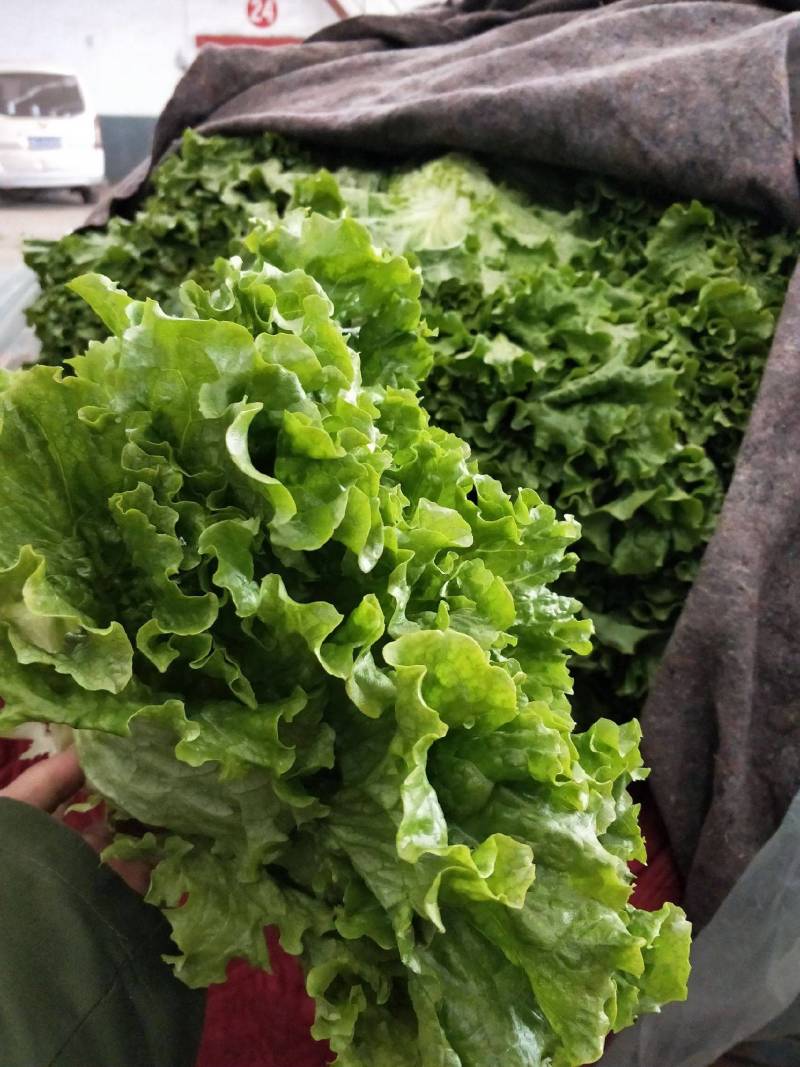 济宁市金乡县精品生菜大量上市，货源充足，价格便宜