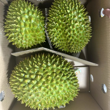 干荛榴莲黄肉干包A果最低4-5房