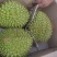 干荛榴莲黄肉干包A果最低4-5房