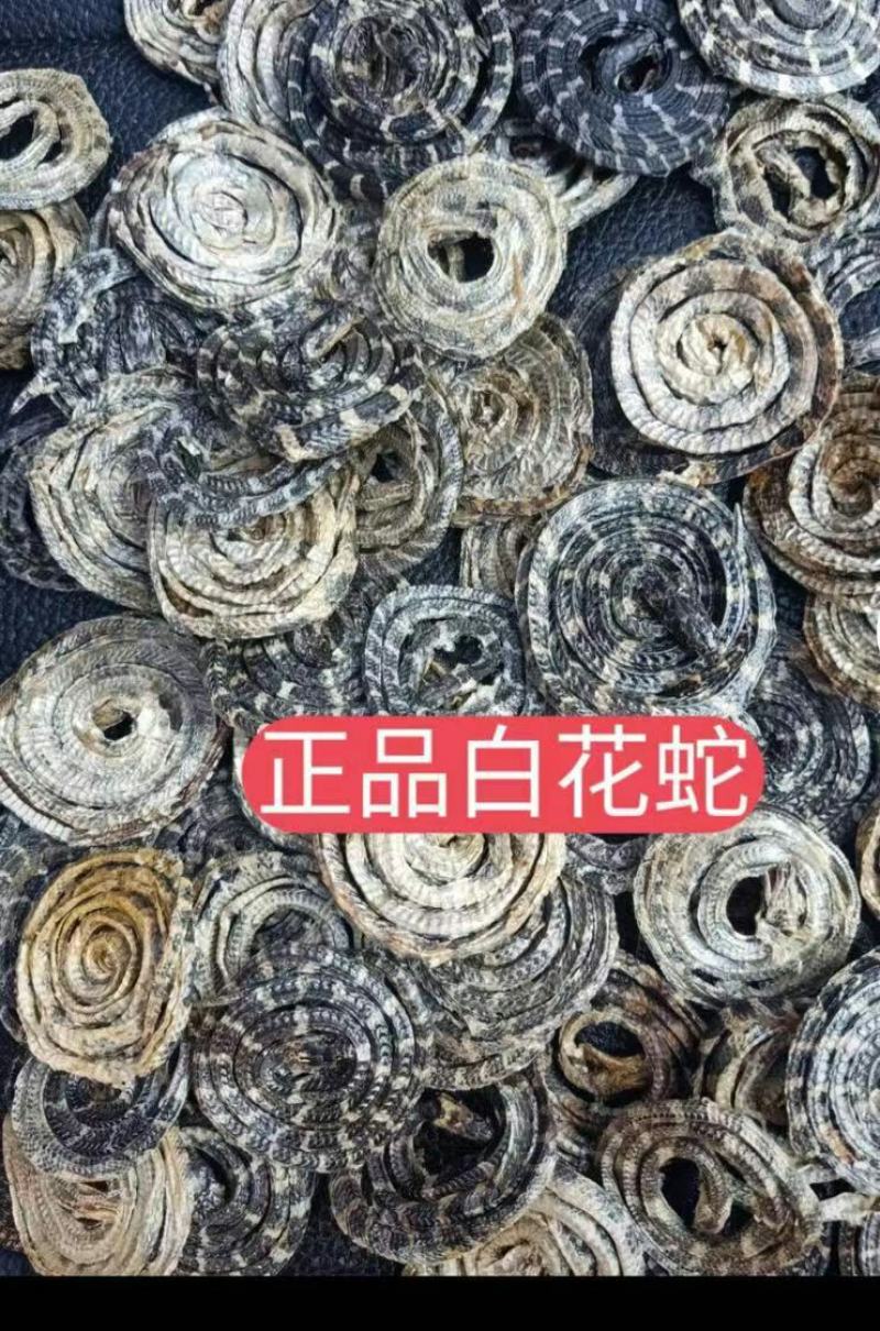 十大广药有！粤八味却消失的金钱白花蛇