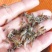 澳洲淡水小龙虾苗小青龙渔场直供红螯虾苗蓝龙虾苗