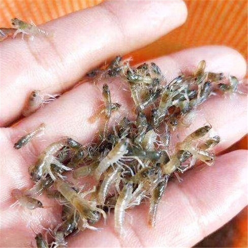 澳洲淡水小龙虾苗小青龙渔场直供红螯虾苗蓝龙虾苗