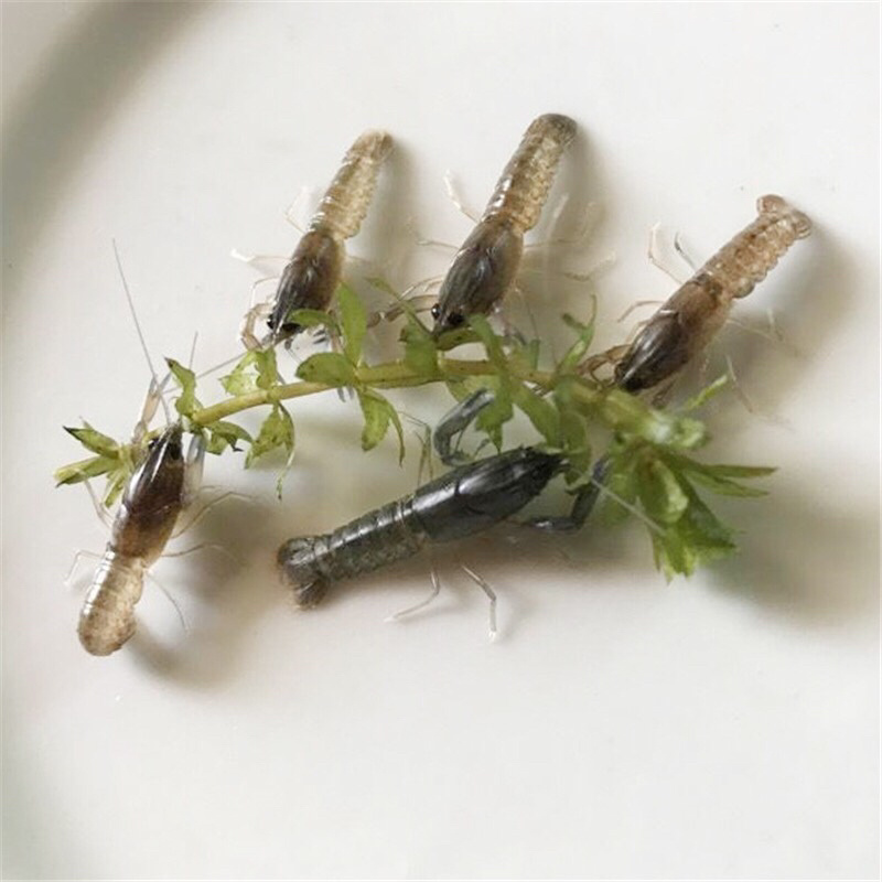 澳洲淡水小龙虾苗小青龙渔场直供红螯虾苗蓝龙虾苗
