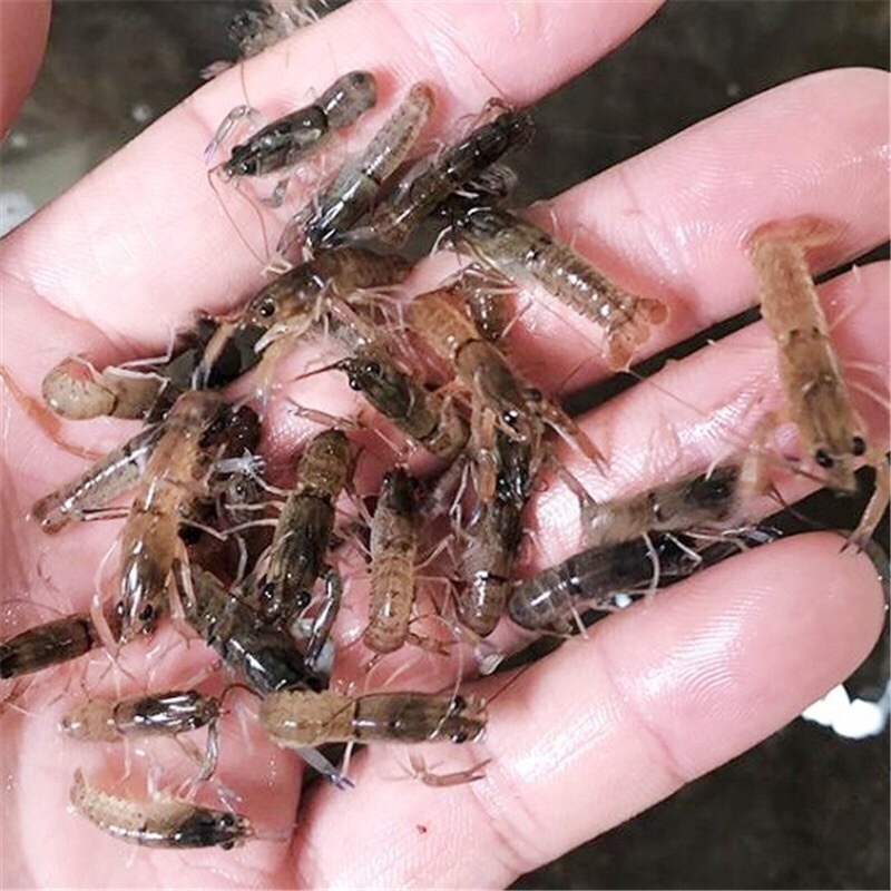 澳洲淡水小龙虾苗小青龙渔场直供红螯虾苗蓝龙虾苗