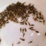 澳洲淡水小龙虾苗小青龙渔场直供红螯虾苗蓝龙虾苗