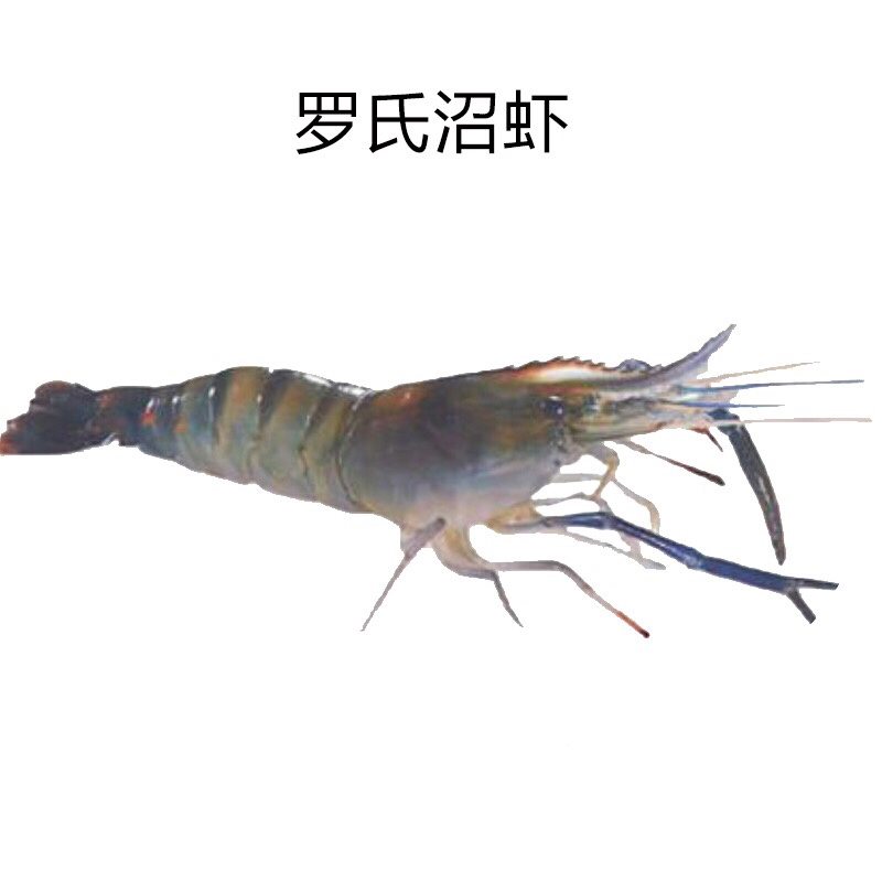 罗氏虾苗淡水养殖食用大头虾苗活体长臂虾台湾一代快大