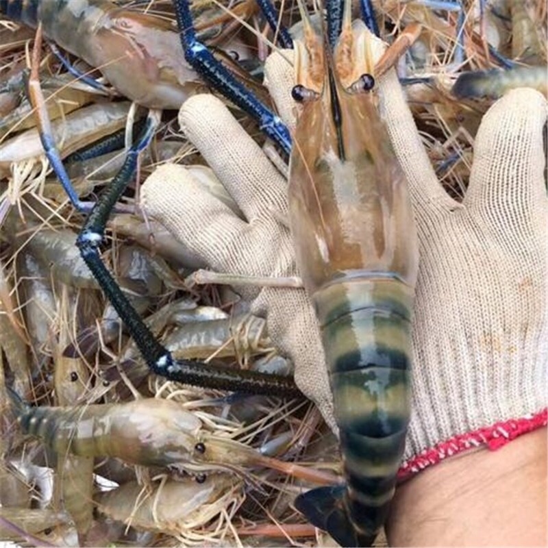 罗氏虾苗淡水养殖食用大头虾苗活体长臂虾台湾一代快大