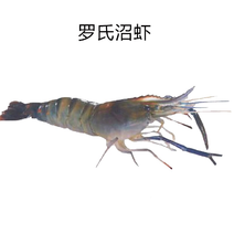 罗氏虾苗淡水养殖食用大头虾苗活体长臂虾台湾一代快大