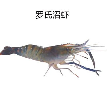 罗氏虾苗淡水养殖食用大头虾苗活体长臂虾台湾一代快大