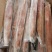 东山岛海鲜手钓大鱿鱼新鲜鲜活笔管活冻火箭鱿