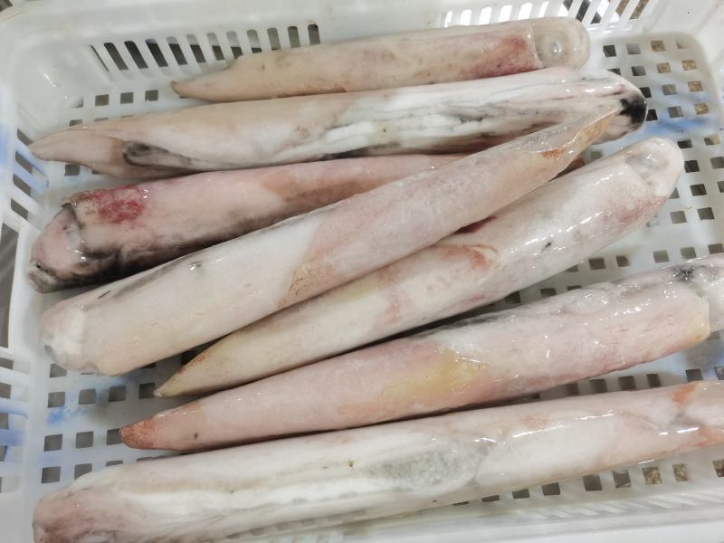 东山岛海鲜手钓大鱿鱼新鲜鲜活笔管活冻火箭鱿