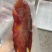 燕尾东星斑燕尾斑燕尾石斑鱼**礼包直播间