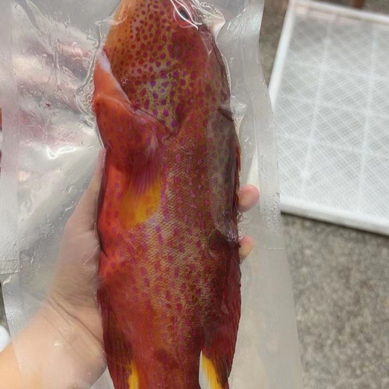 燕尾东星斑燕尾斑燕尾石斑鱼**礼包直播间