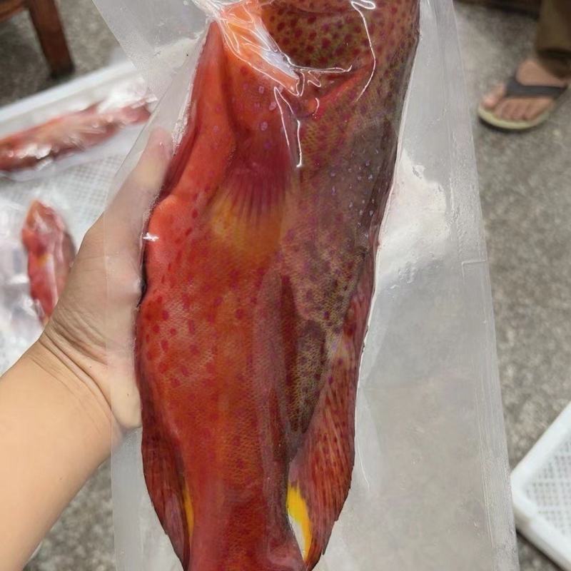 燕尾东星斑燕尾斑燕尾石斑鱼**礼包直播间
