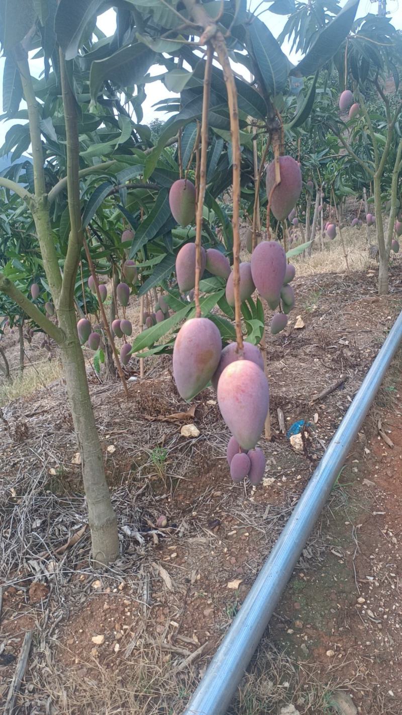 红贵妃芒