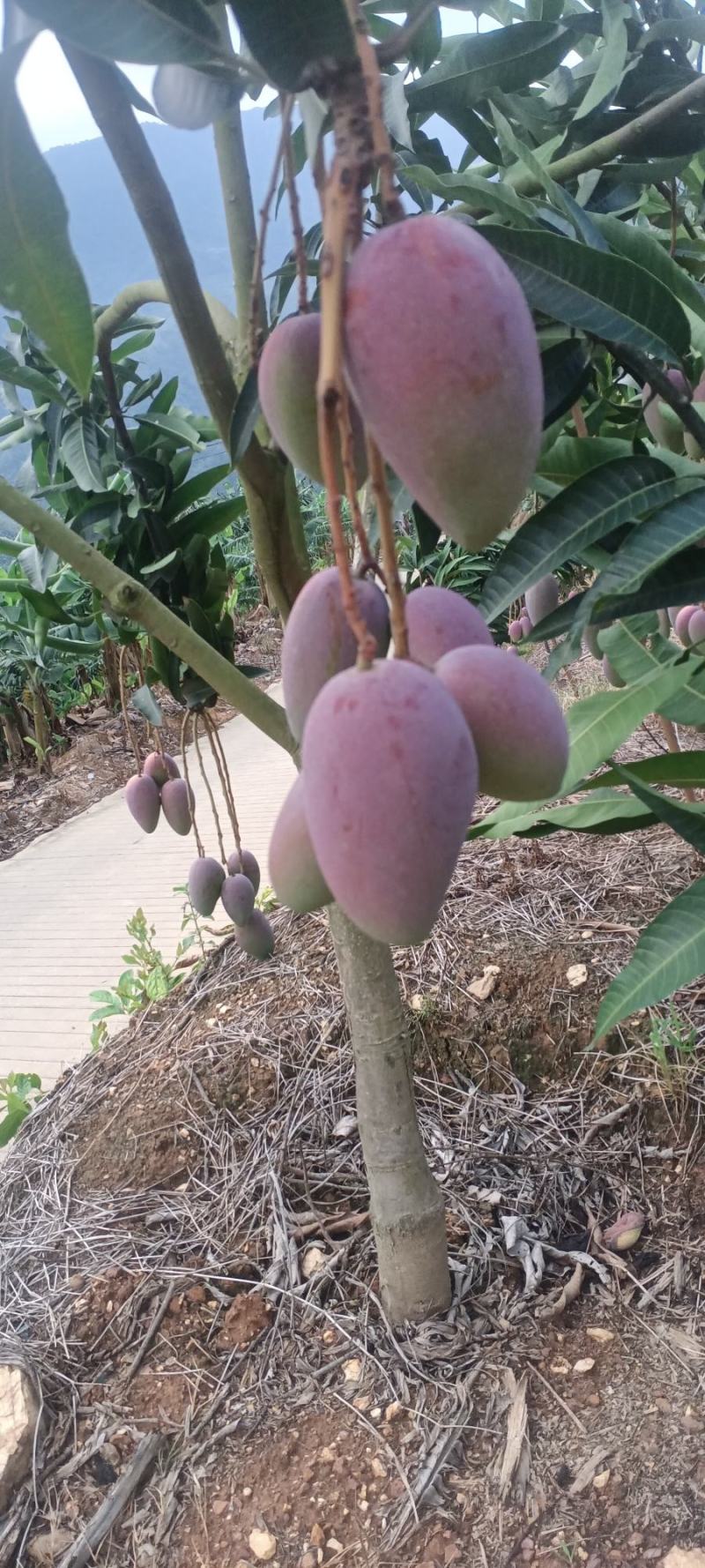 红贵妃芒