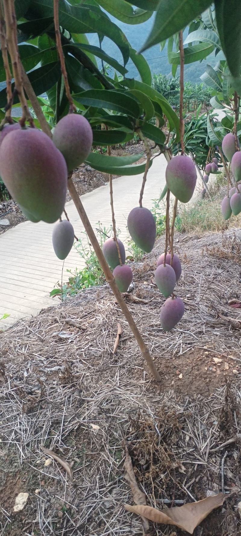 红贵妃芒