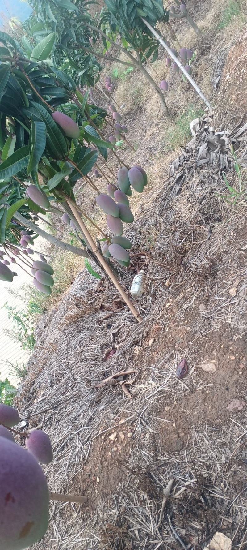 红贵妃芒