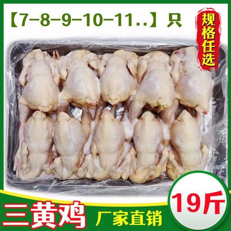 生鲜冷冻三黄鸡童子鸡白条鸡直腿鸡7-10只装