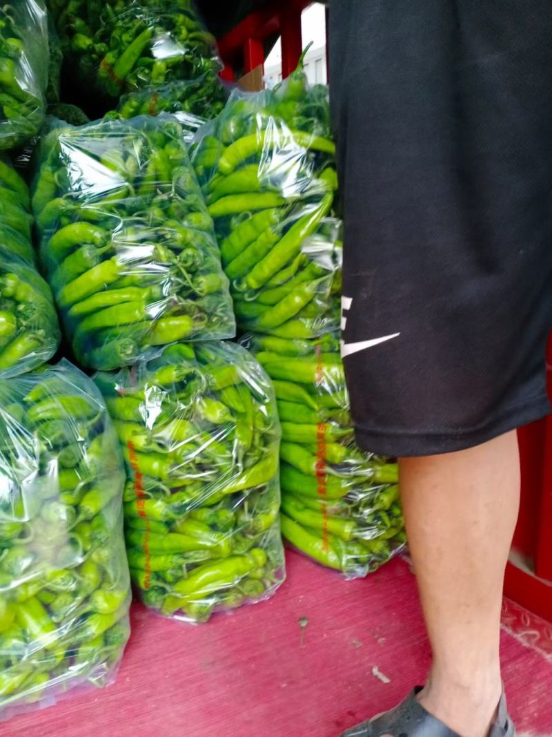 新苗尖椒，各种辣椒，各种蔬菜茄子，代发全国