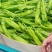 新苗尖椒，各种辣椒，各种蔬菜茄子，代发全国
