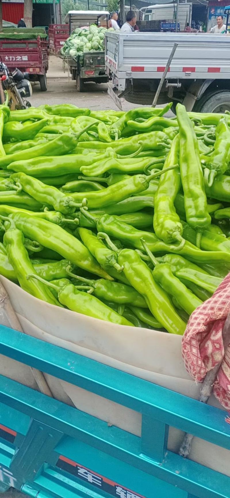 新苗尖椒，各种辣椒，各种蔬菜茄子，代发全国