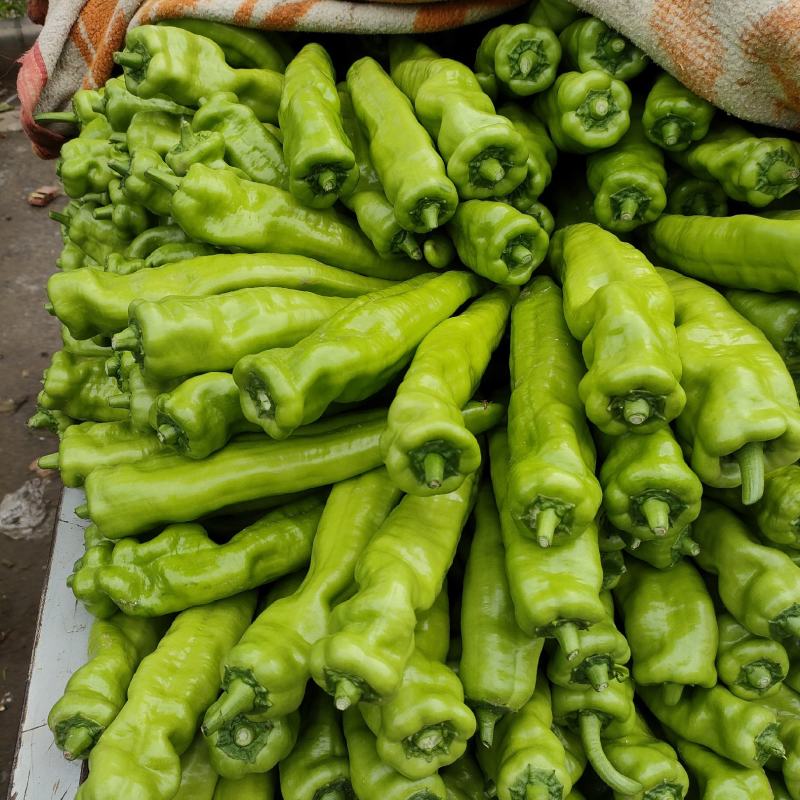新苗尖椒，各种辣椒，各种蔬菜茄子，代发全国